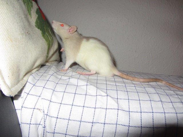 Tamrotte Anton billede 4