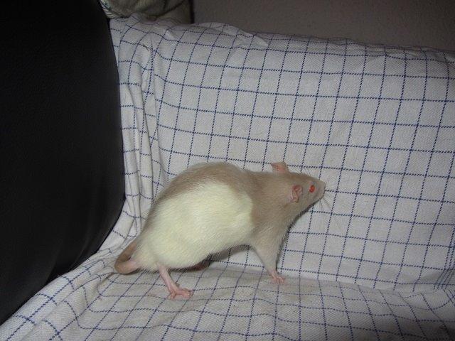 Tamrotte Anton billede 5