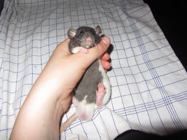 Tamrotte Radius billede 1