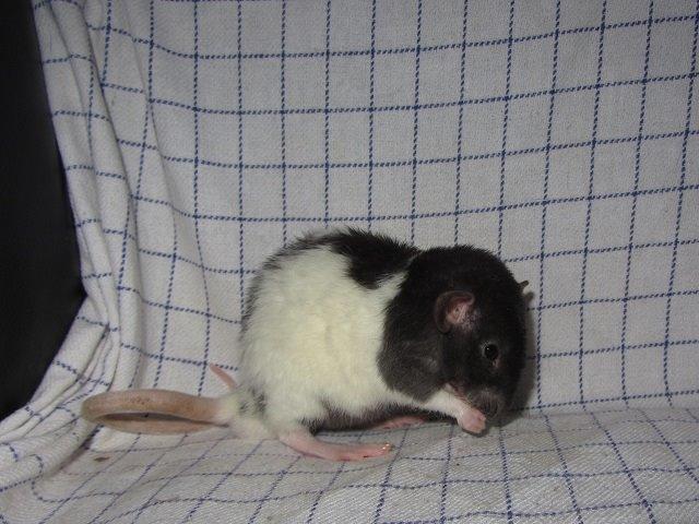 Tamrotte Radius billede 2