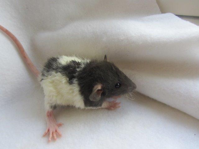 Tamrotte Radius billede 3