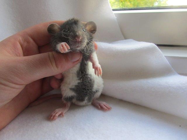 Tamrotte Radius billede 4