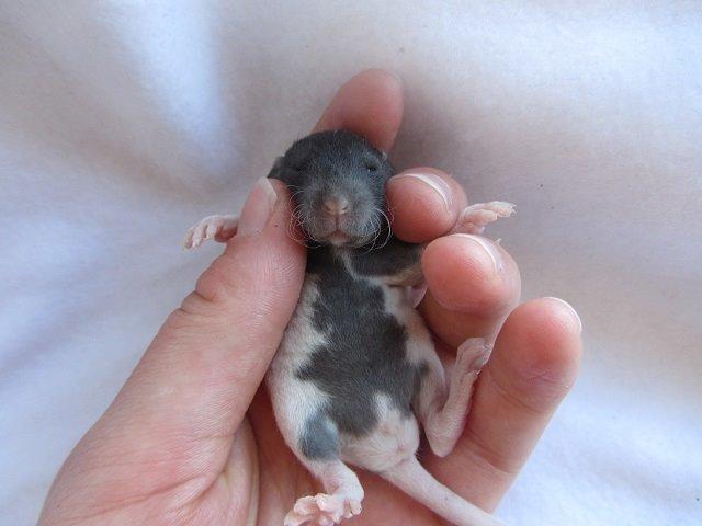 Tamrotte Radius billede 5