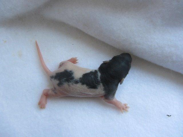 Tamrotte Radius billede 6