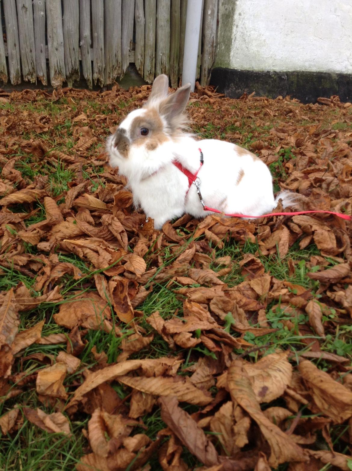 Kanin Søbakkegård´s Fidolina <3 billede 26