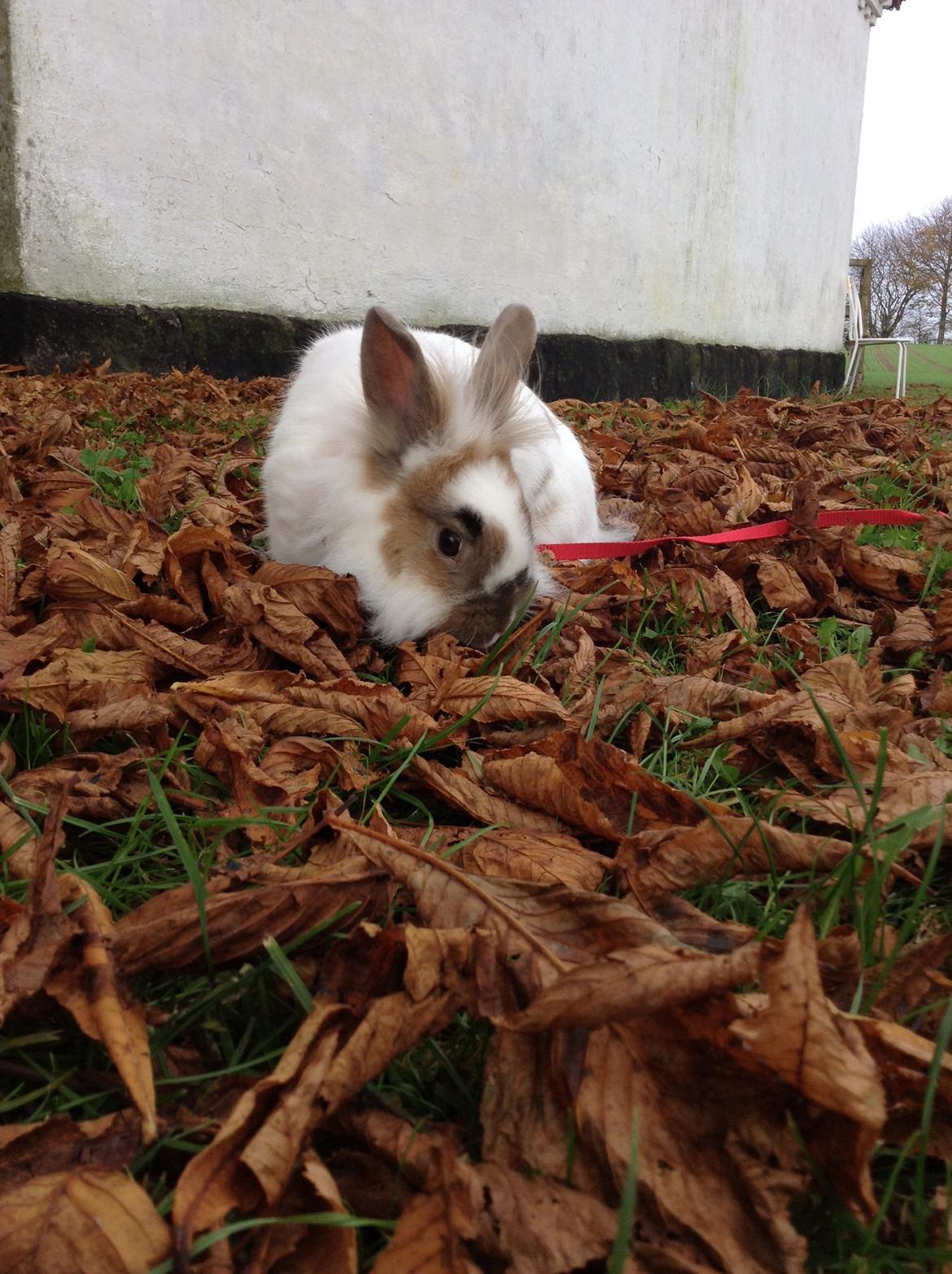 Kanin Søbakkegård´s Fidolina <3 billede 27