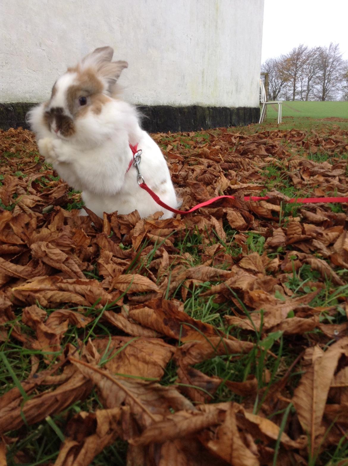 Kanin Søbakkegård´s Fidolina <3 billede 28