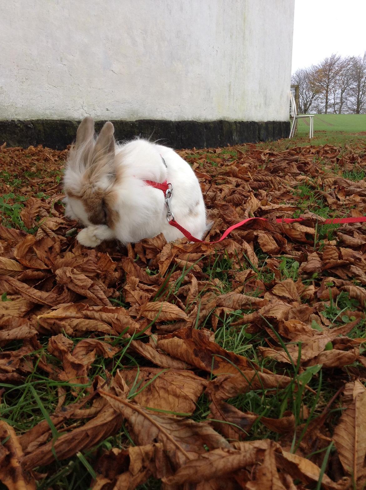 Kanin Søbakkegård´s Fidolina <3 billede 29