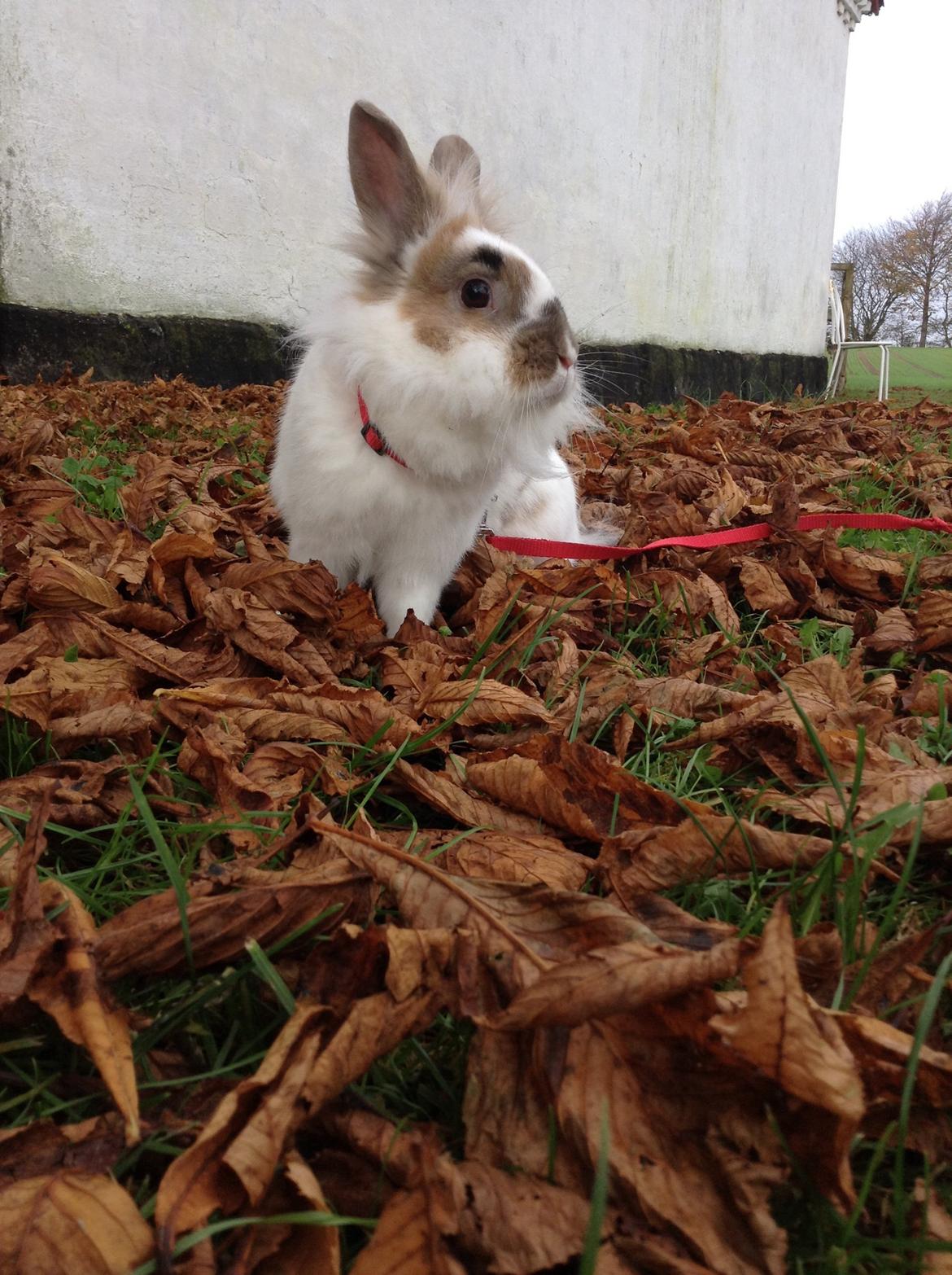 Kanin Søbakkegård´s Fidolina <3 billede 30