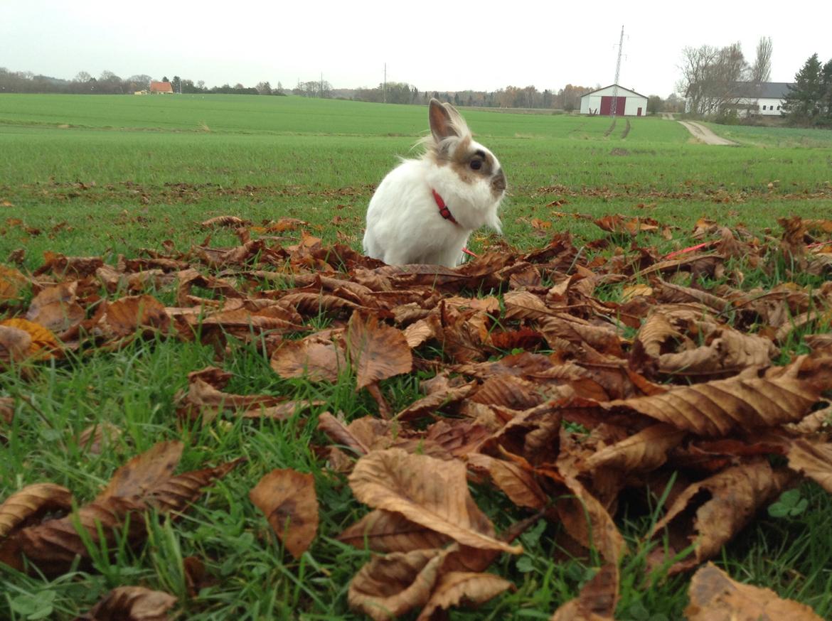 Kanin Søbakkegård´s Fidolina <3 billede 31