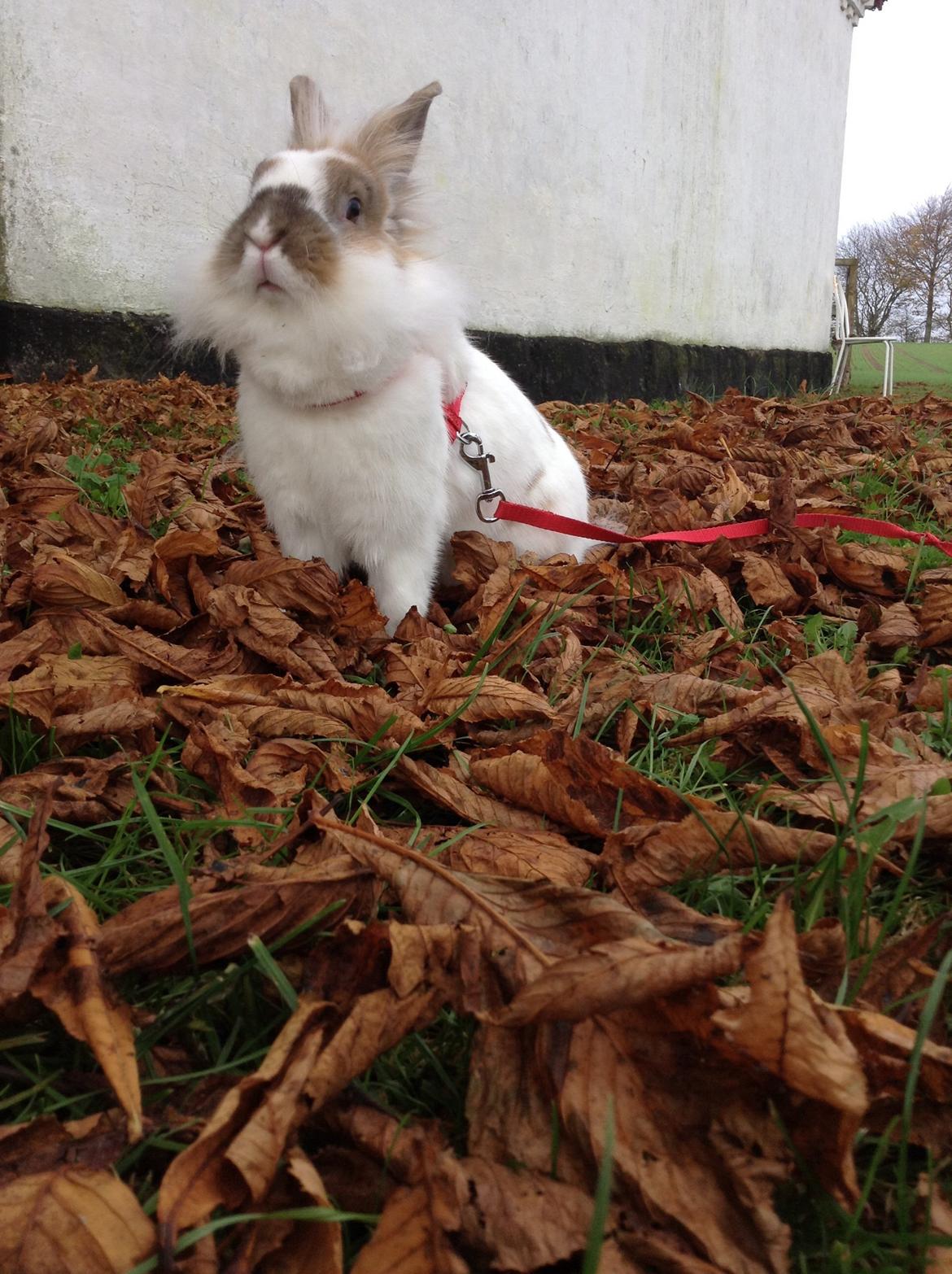 Kanin Søbakkegård´s Fidolina <3 billede 32