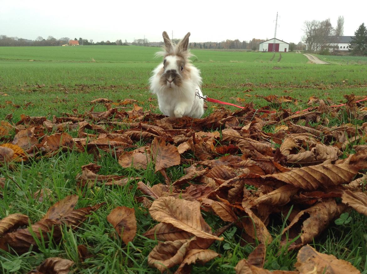 Kanin Søbakkegård´s Fidolina <3 billede 33