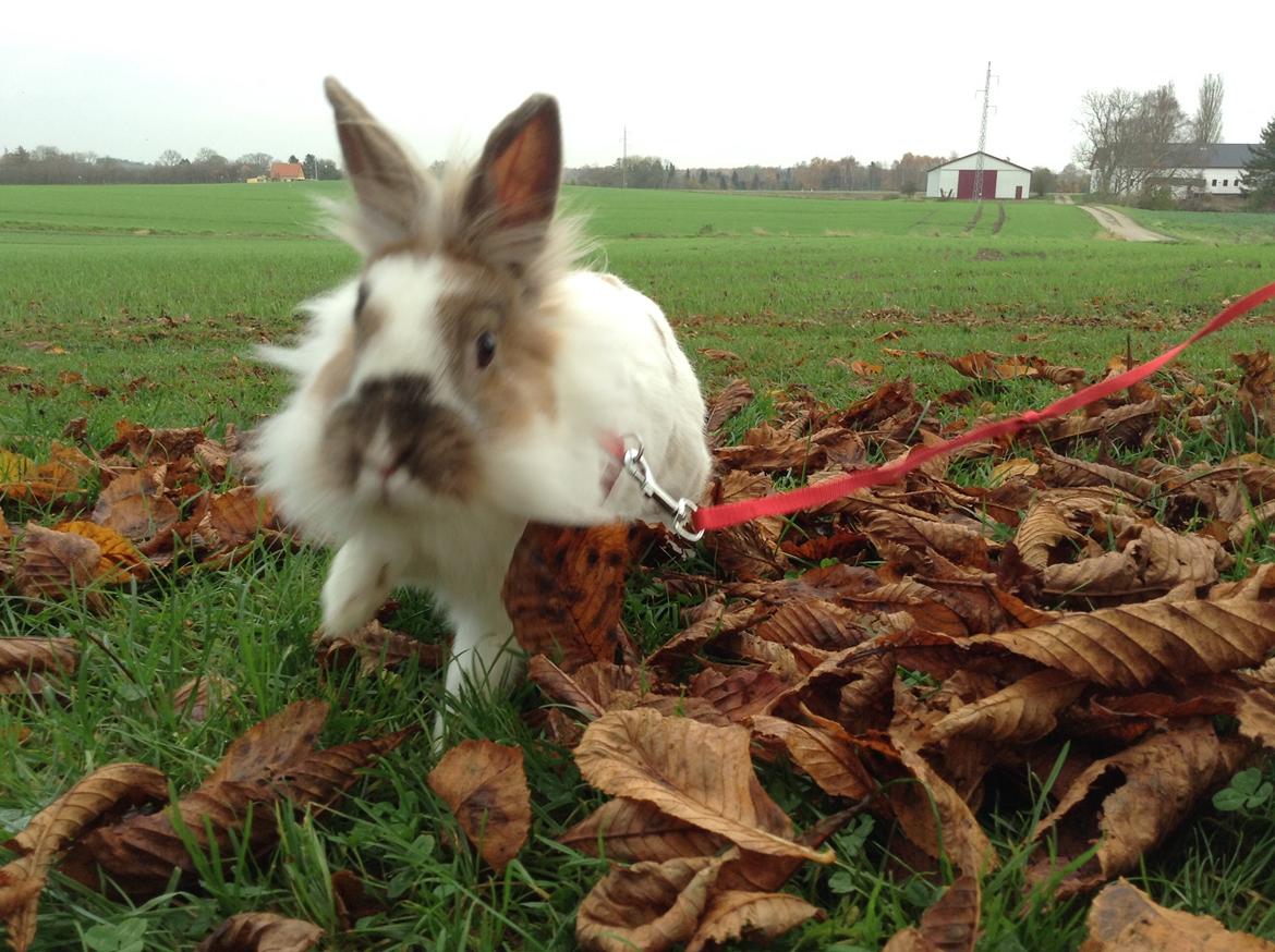 Kanin Søbakkegård´s Fidolina <3 billede 34