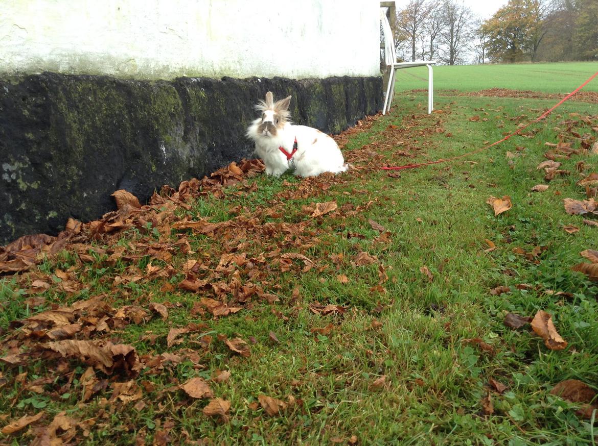 Kanin Søbakkegård´s Fidolina <3 billede 35