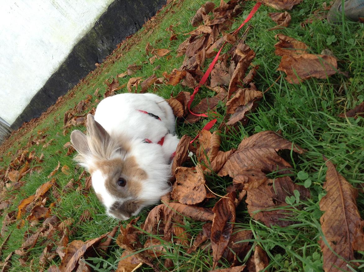 Kanin Søbakkegård´s Fidolina <3 billede 36