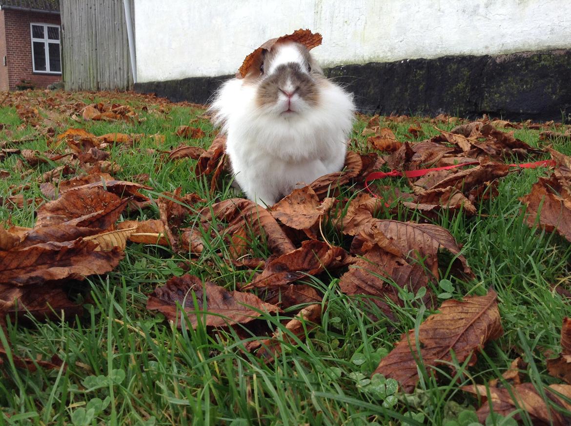 Kanin Søbakkegård´s Fidolina <3 billede 37