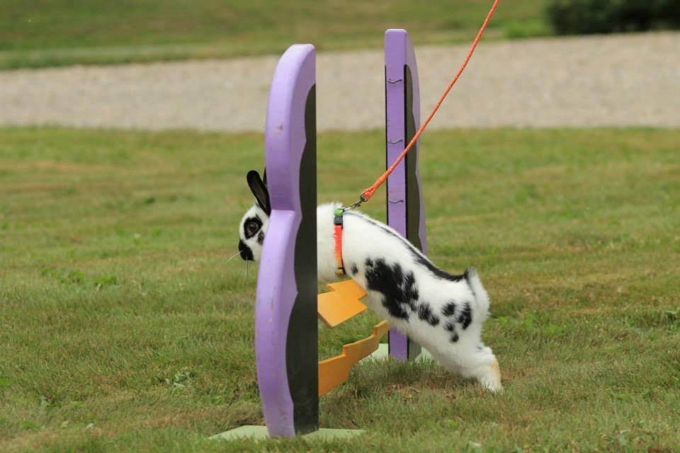 Kanin Kaninbandens Hero billede 20