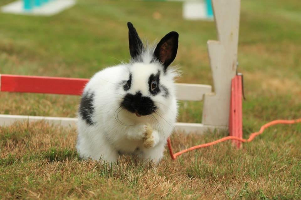 Kanin Kaninbandens Hero billede 22