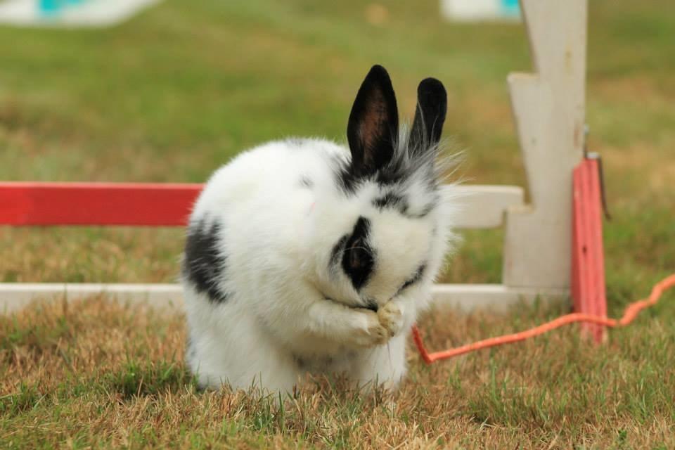 Kanin Kaninbandens Hero billede 23