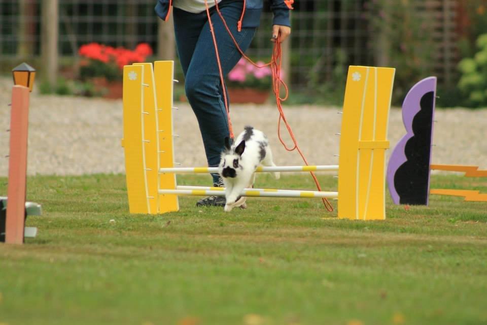 Kanin Kaninbandens Hero billede 24