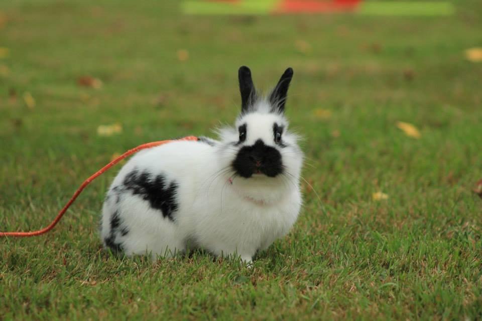 Kanin Kaninbandens Hero billede 25