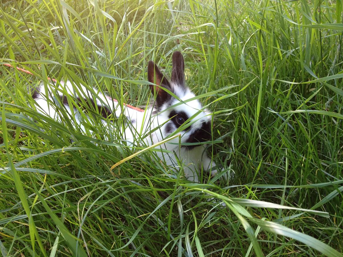 Kanin Kaninbandens Hero billede 26