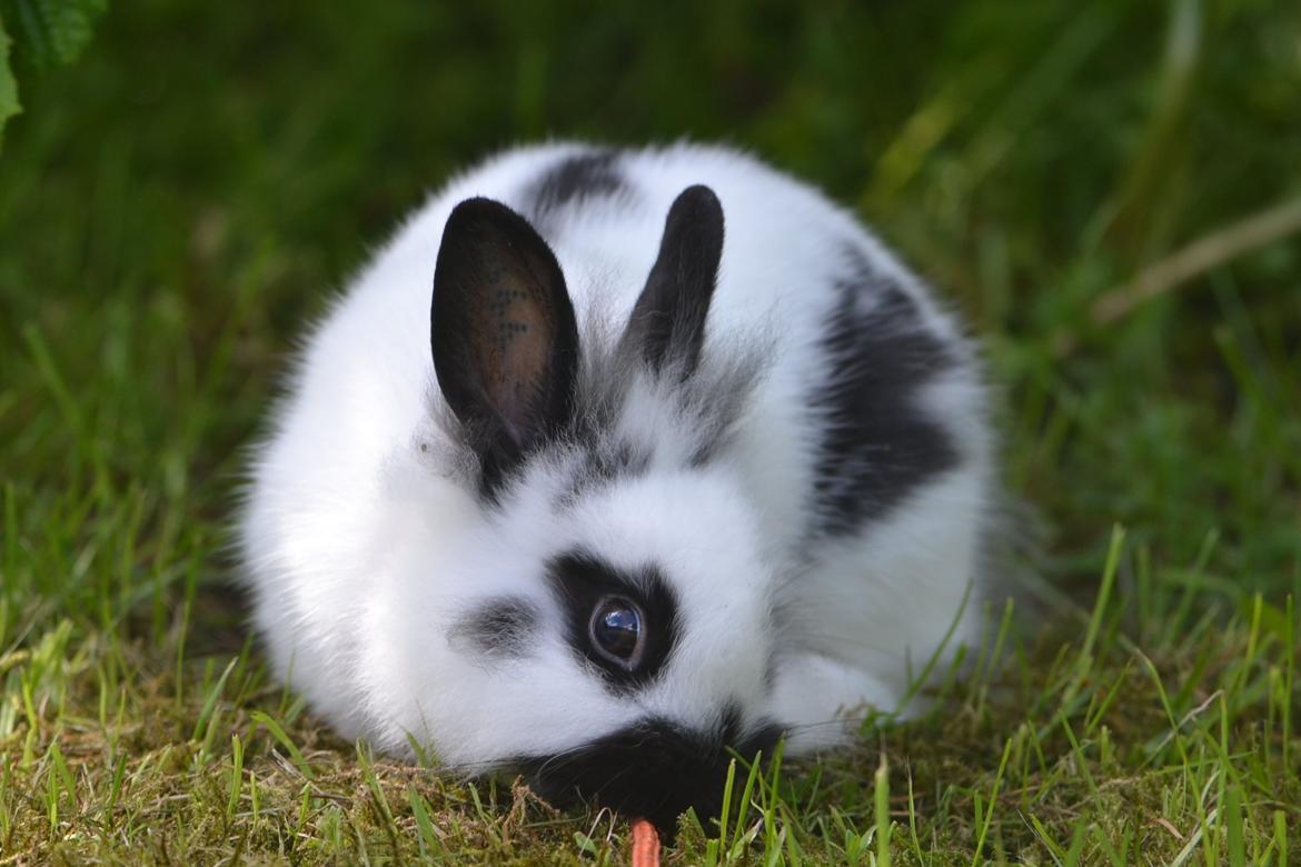 Kanin Kaninbandens Hero billede 27