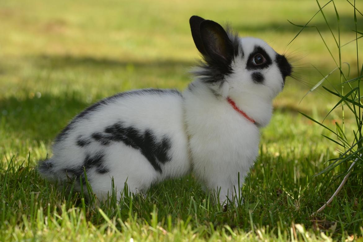 Kanin Kaninbandens Hero billede 28