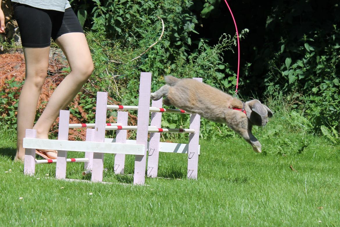 Kanin Snöflingans Ch. Galaxy billede 2