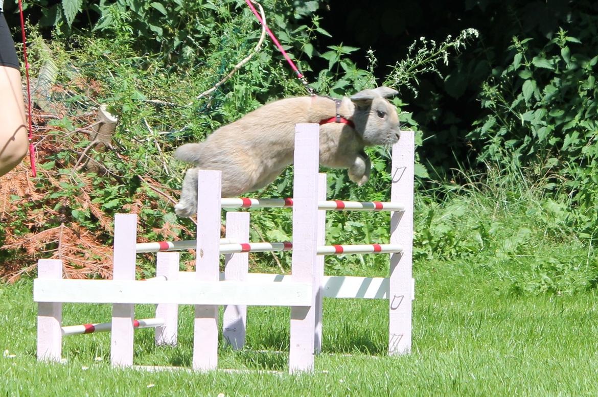 Kanin Snöflingans Ch. Galaxy billede 4