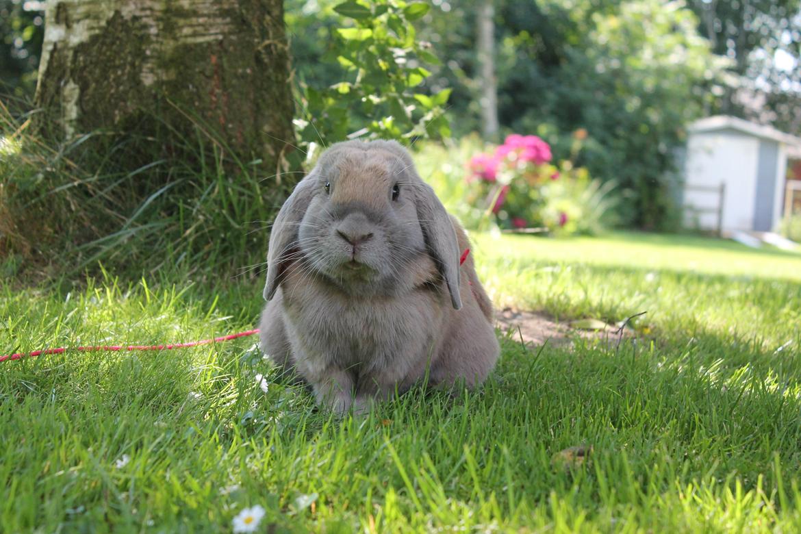 Kanin Snöflingans Ch. Galaxy billede 5