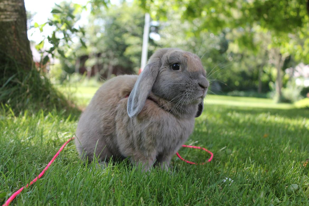 Kanin Snöflingans Ch. Galaxy billede 6