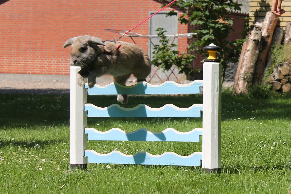 Kanin Snöflingans Ch. Galaxy billede 1