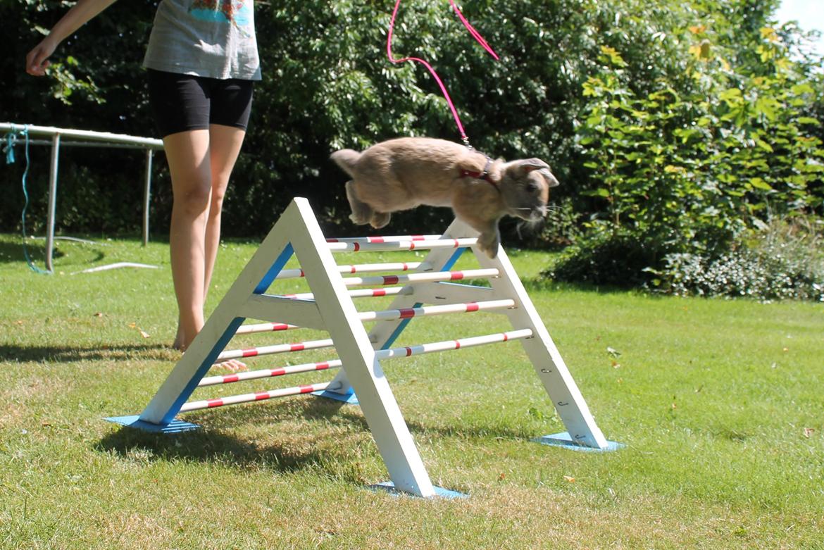 Kanin Snöflingans Ch. Galaxy billede 7