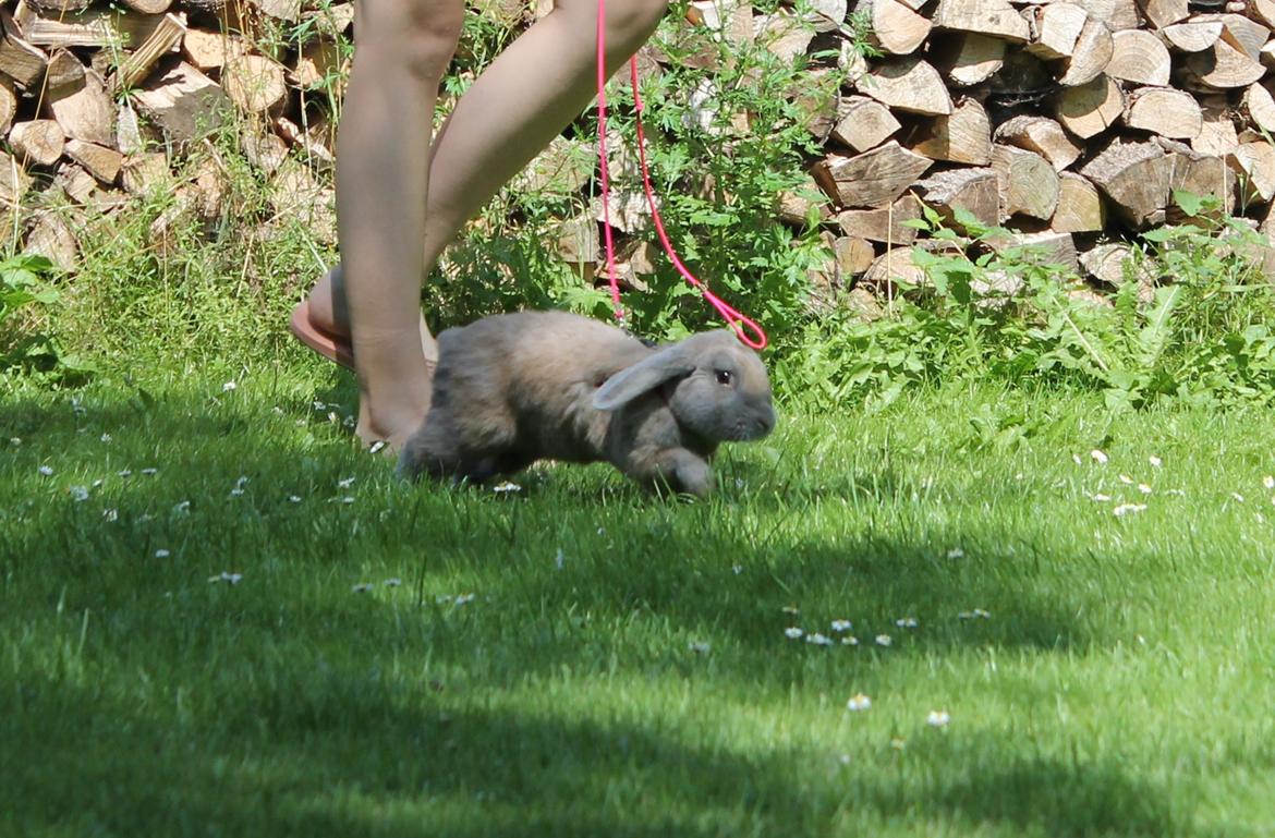 Kanin Snöflingans Ch. Galaxy billede 3