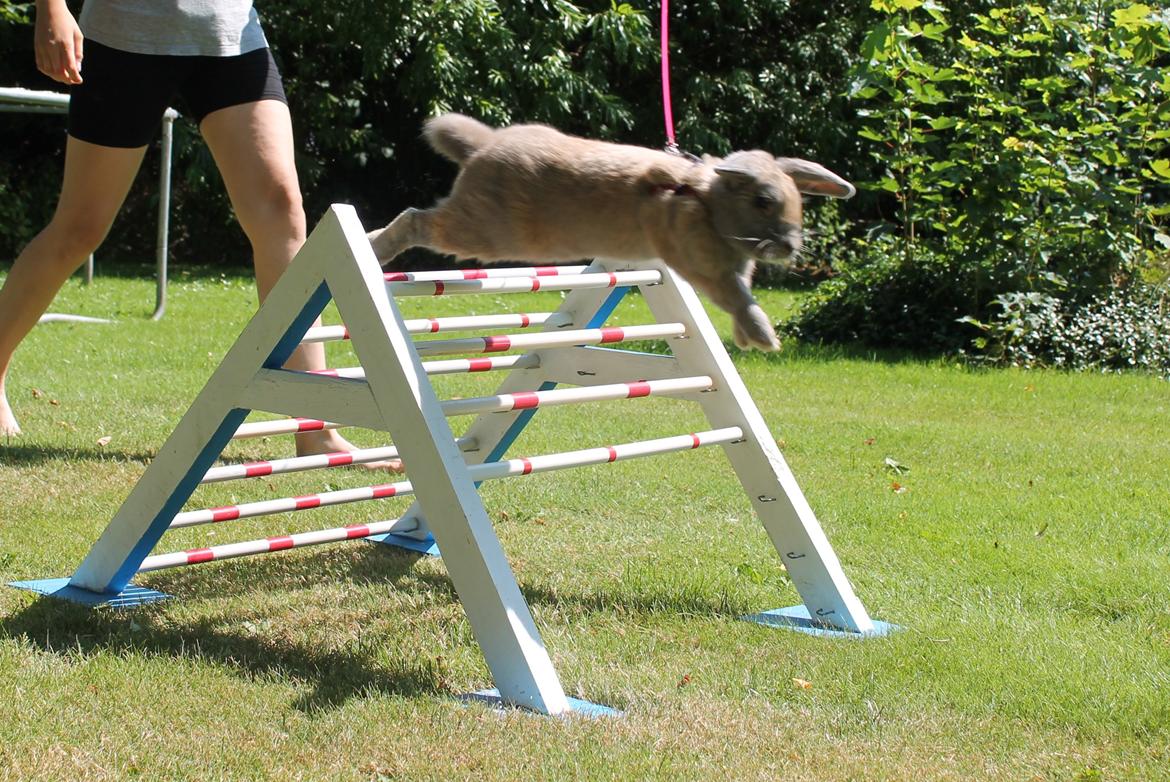 Kanin Snöflingans Ch. Galaxy billede 8