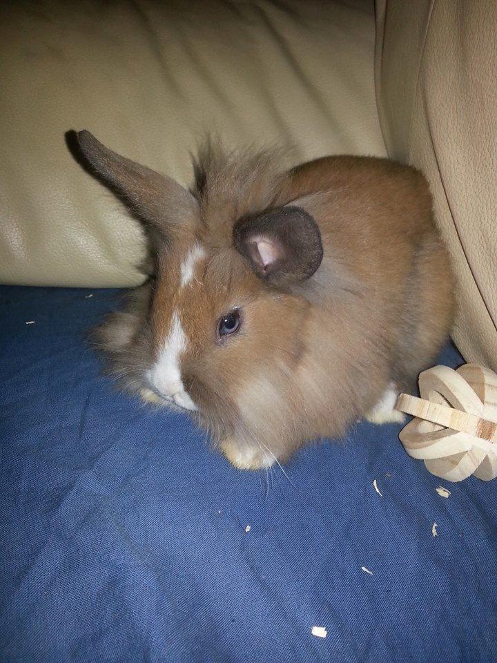 Kanin Fighter by Heart billede 2