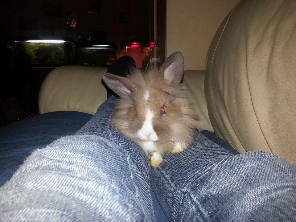 Kanin Fighter by Heart billede 3