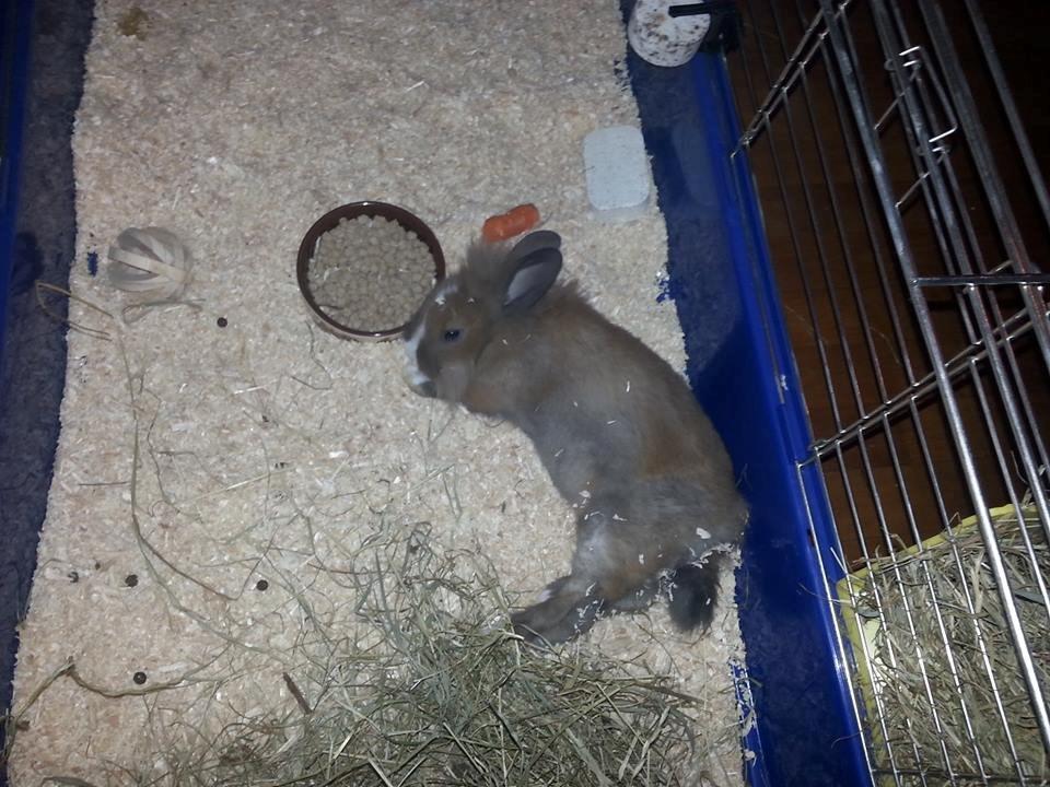 Kanin Fighter by Heart billede 4