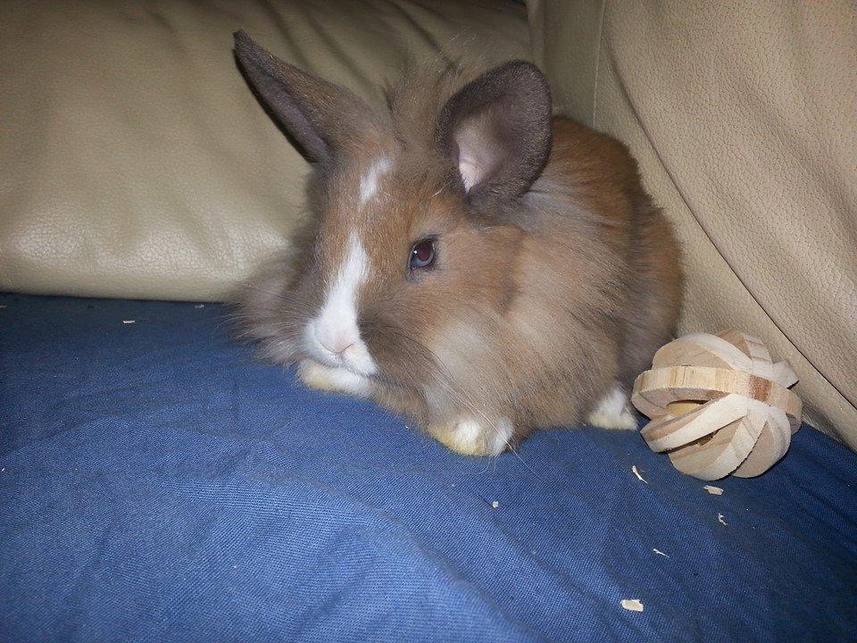 Kanin Fighter by Heart billede 5