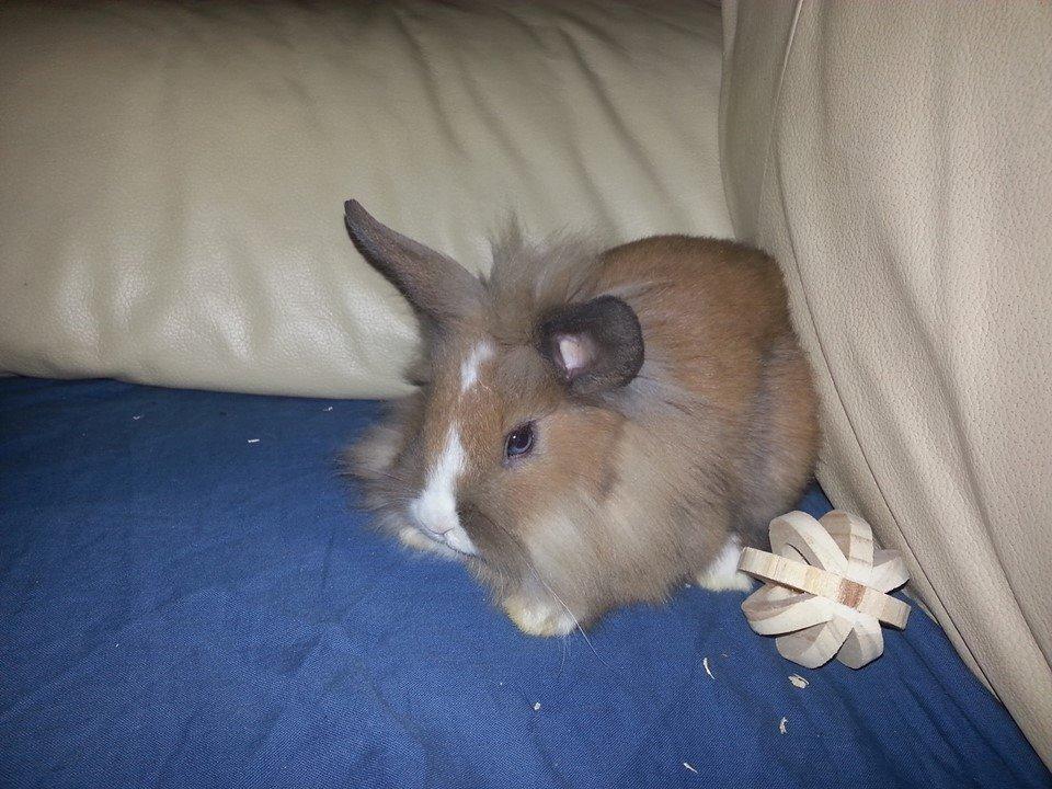 Kanin Fighter by Heart billede 6