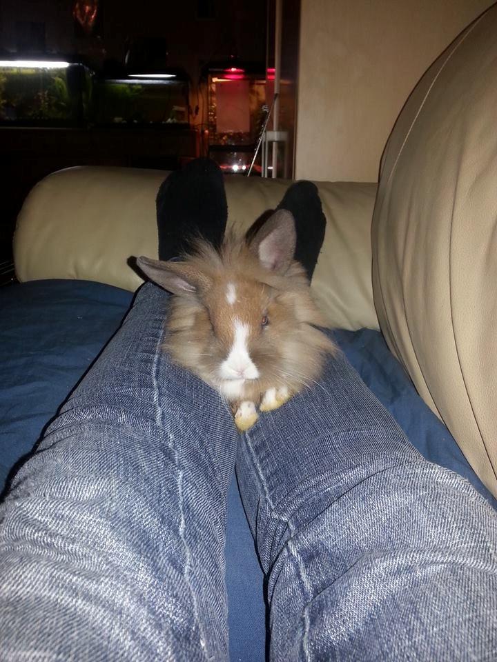 Kanin Fighter by Heart billede 7