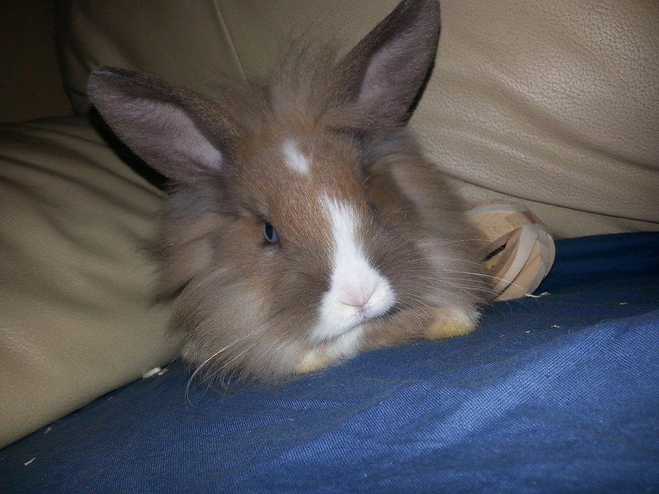 Kanin Fighter by Heart billede 1