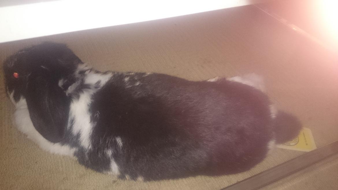 Kanin Bastian - tykke dyr  billede 25