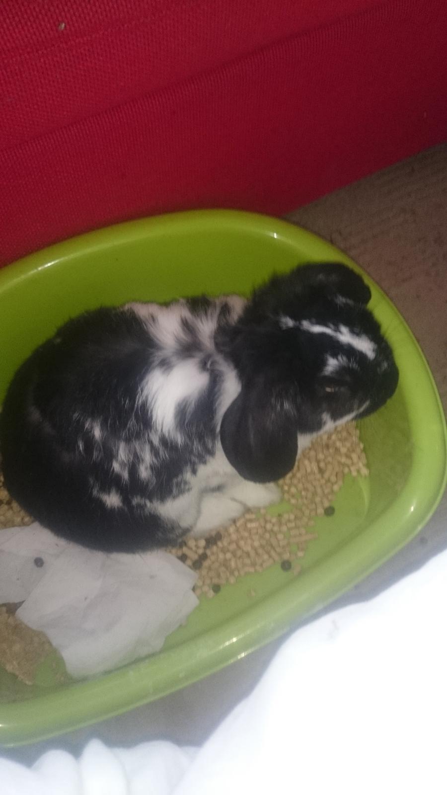 Kanin Bastian billede 26