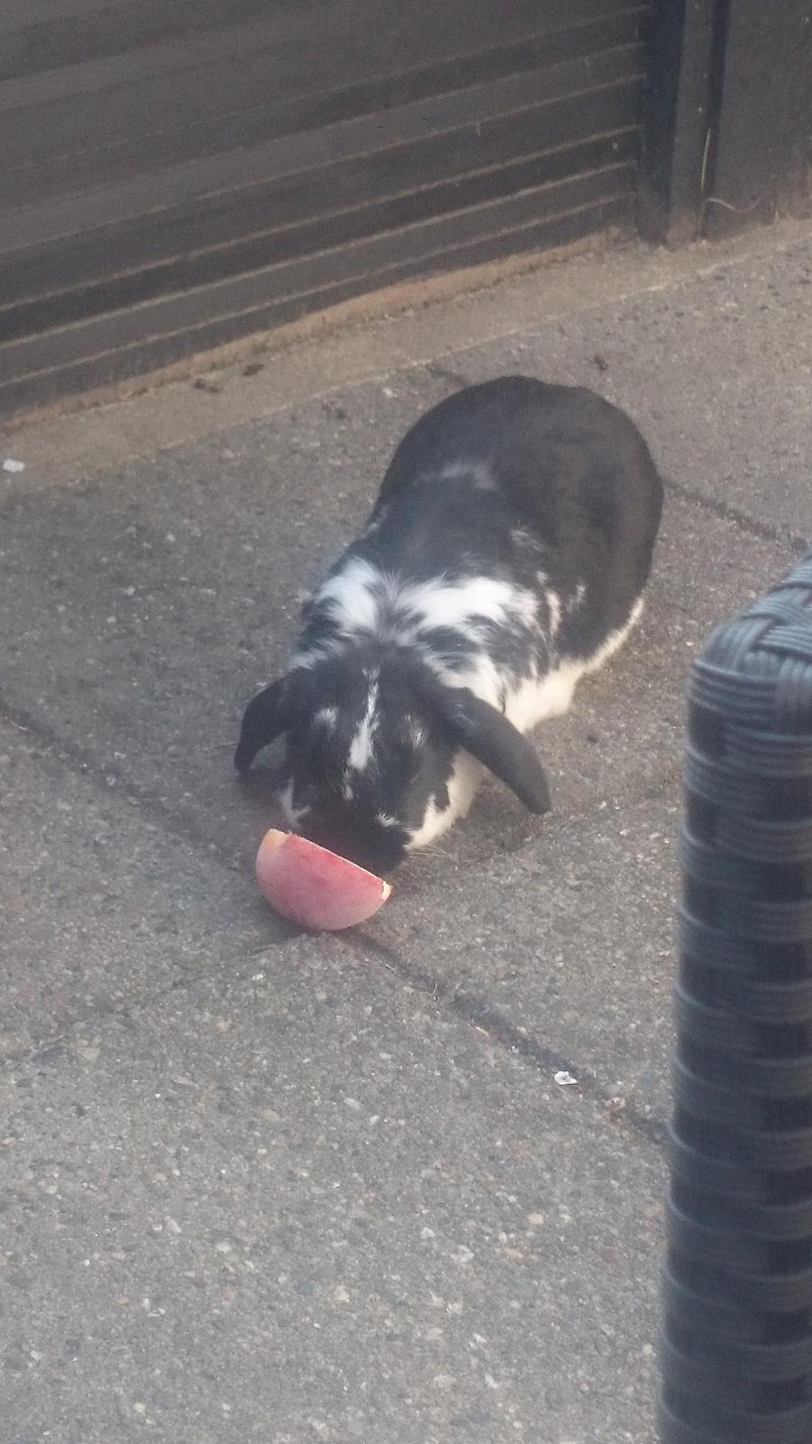 Kanin Bastian billede 3