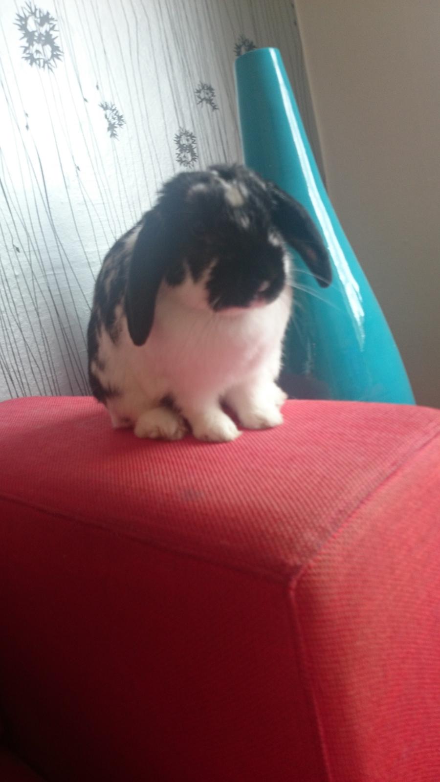 Kanin Bastian billede 27