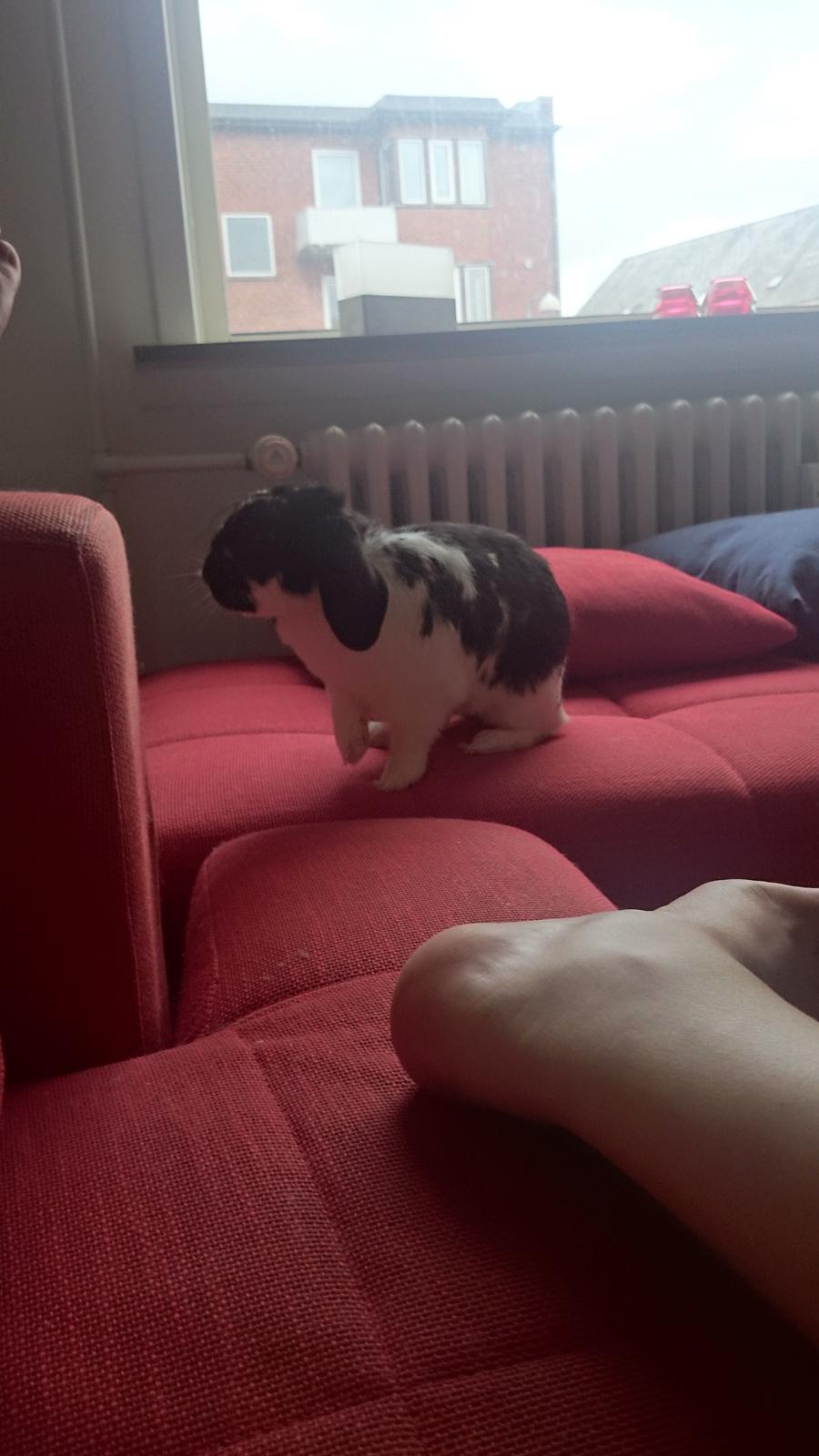 Kanin Bastian billede 28