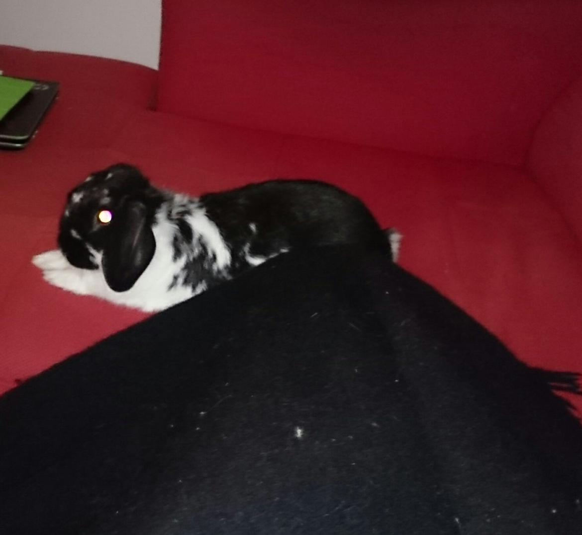 Kanin Bastian - Hygger i fodenden  billede 29