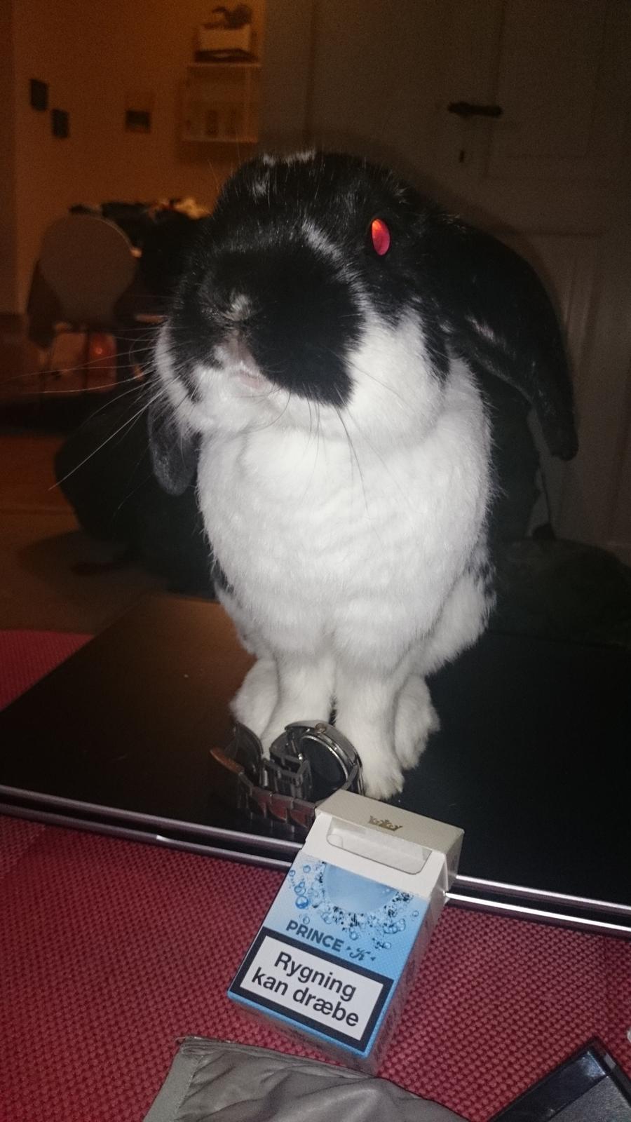 Kanin Bastian billede 30